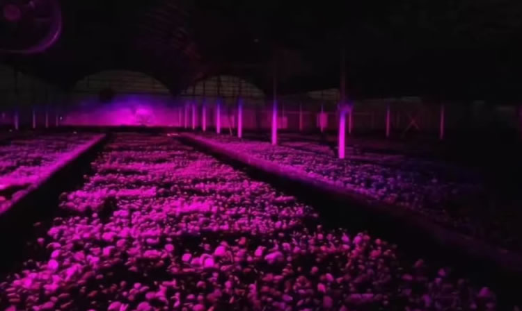激光补光灯正在对植物进行补光 激光补光灯正在对植物进行补光