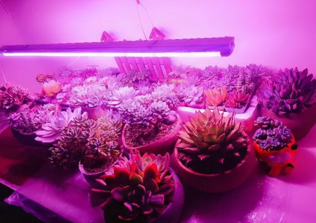 灯光能给花卉补光吗 灯光能给花卉补光吗