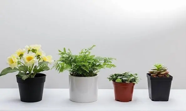 光线不足怎样给花卉补光 光线不足怎样给花卉补光